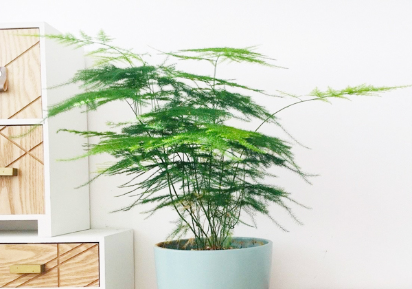 學(xué)會文竹盆栽的5個養(yǎng)護技巧，讓文竹常年翠綠，長成小森林