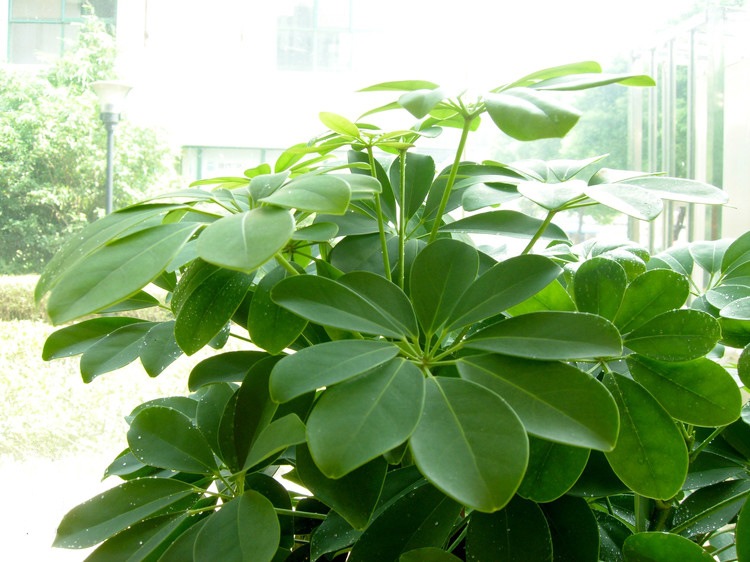 鴨腳木盆栽的5個養(yǎng)護要點，讓它長得枝繁葉茂，株型美觀