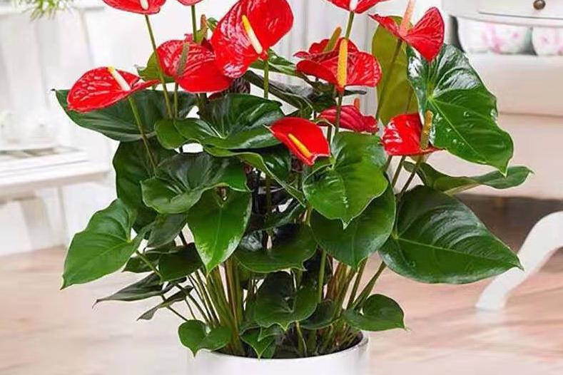 不同辦公空間植物如何擺放？辦公區(qū)域植物擺放大全