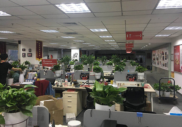 杭州新裝修辦公室如何選擇綠植？擺放植物都有哪些注意事項(xiàng)？