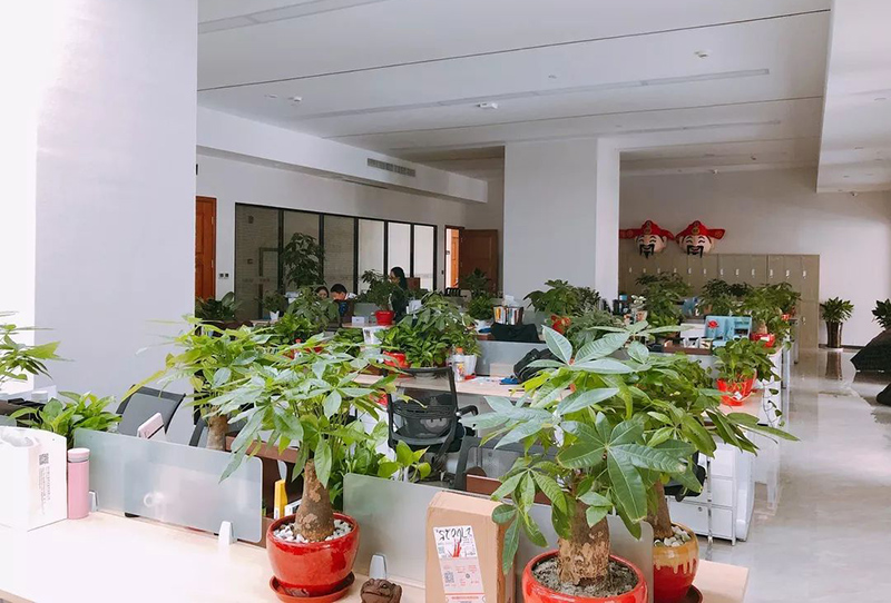 辦公室前臺最適合放的植物有哪些？